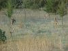 brave-deer-1.jpg
