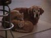 Filename=the-pets.jpg
Filesize=56KB
Dimensions=640x480
Date added=Feb 25, 2008 the-pets.jpg