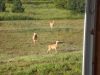 Filename=deer-guests__rs1000JPG.JPG
Filesize=682KB
Dimensions=1000x750
Date added=Dec 01, 2008 deer-guests__rs1000JPG.JPG